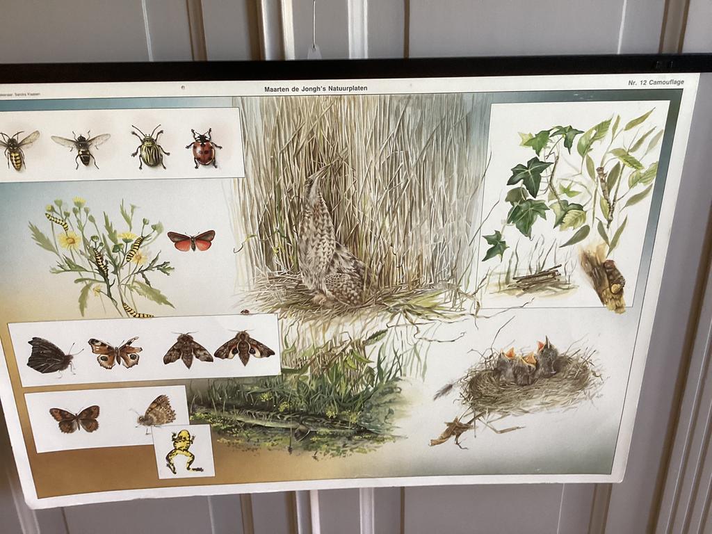 Schoolplaat/natuurplaat van Maarten de Jongh, camouflage, Ophalen of Verzenden, Natuur en Biologie