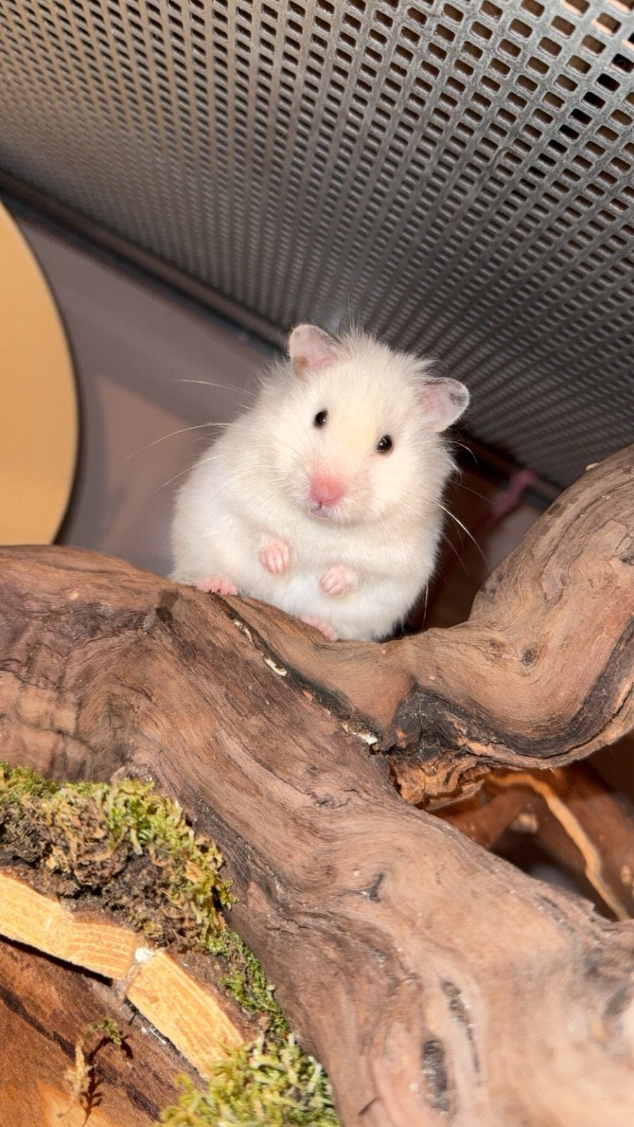 Syrische hamster Mimi, Hamster, Februari, Vrouwelijk, Tam