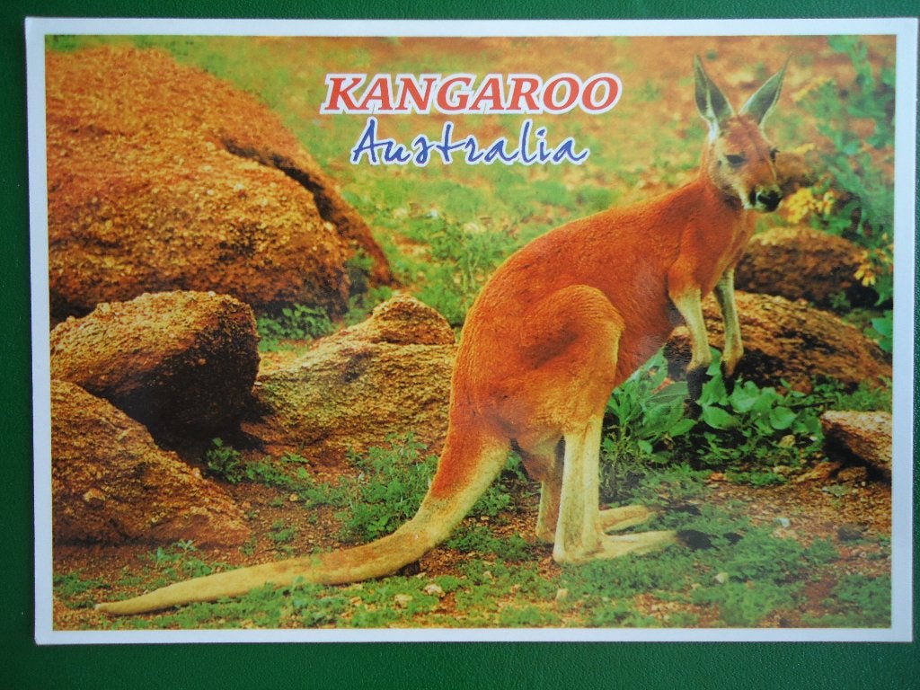 (1811) Dierenkaart: KANGAROO, Verzenden, 1980 tot heden, Gelopen, Wild dier