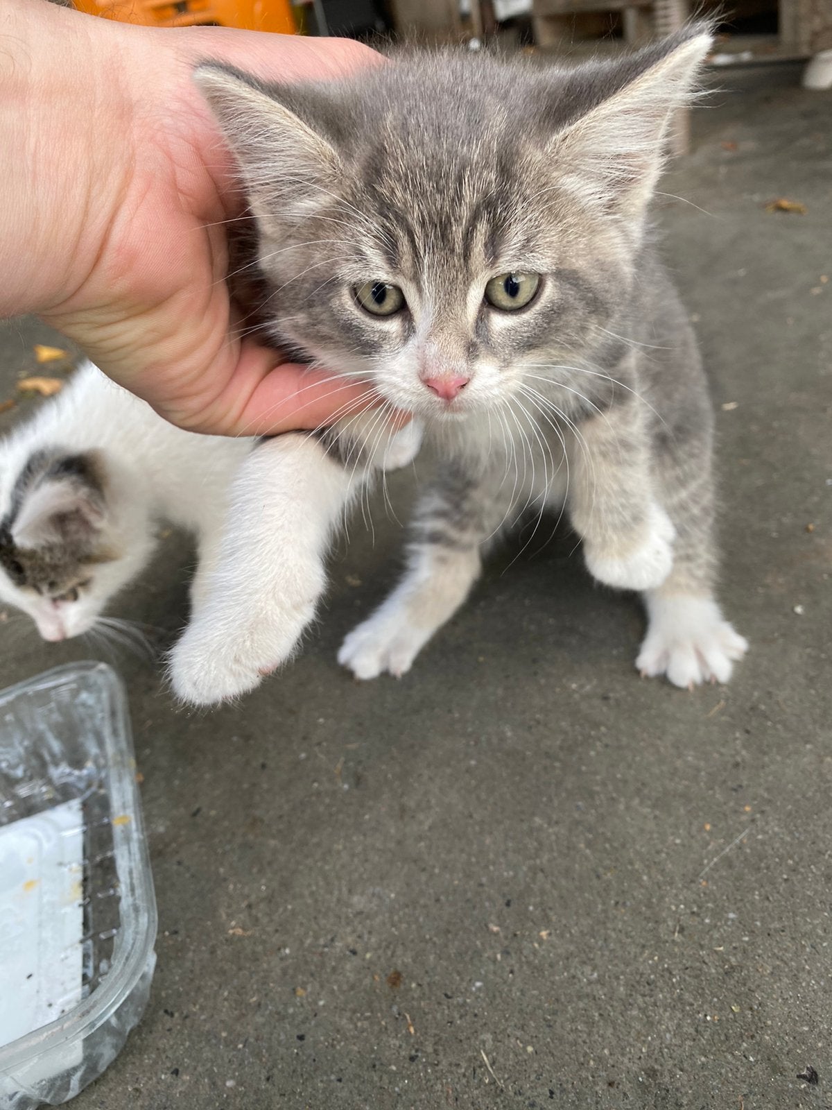 Nog 3 kittens, Dieren en Toebehoren, Katten en Kittens | Overige Katten, Meerdere dieren, 0 tot 2 jaar