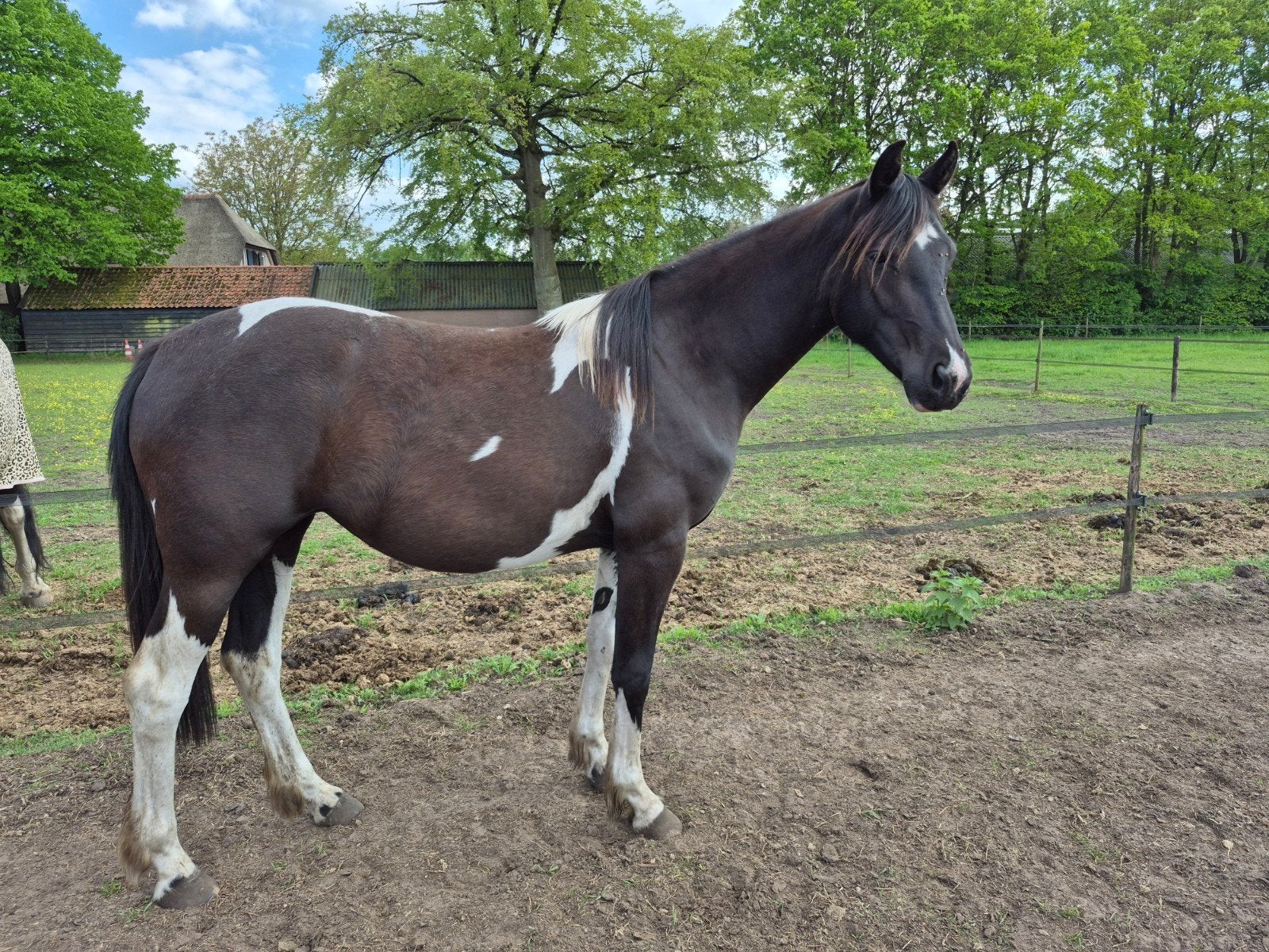 Barockpinto merries 2 jaar, Dieren en Toebehoren, Paarden, Merrie, Minder dan 160 cm, Ontwormd, 0 tot 2 jaar