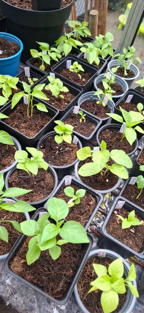 Chilipeper plantjes - Diverse soorten, Tuin en Terras, Bloembollen en Zaden, Ophalen of Verzenden, Voorjaar, Volle zon, Zaad