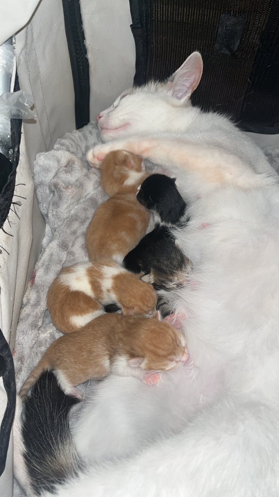 Kittens, Dieren en Toebehoren, Meerdere dieren