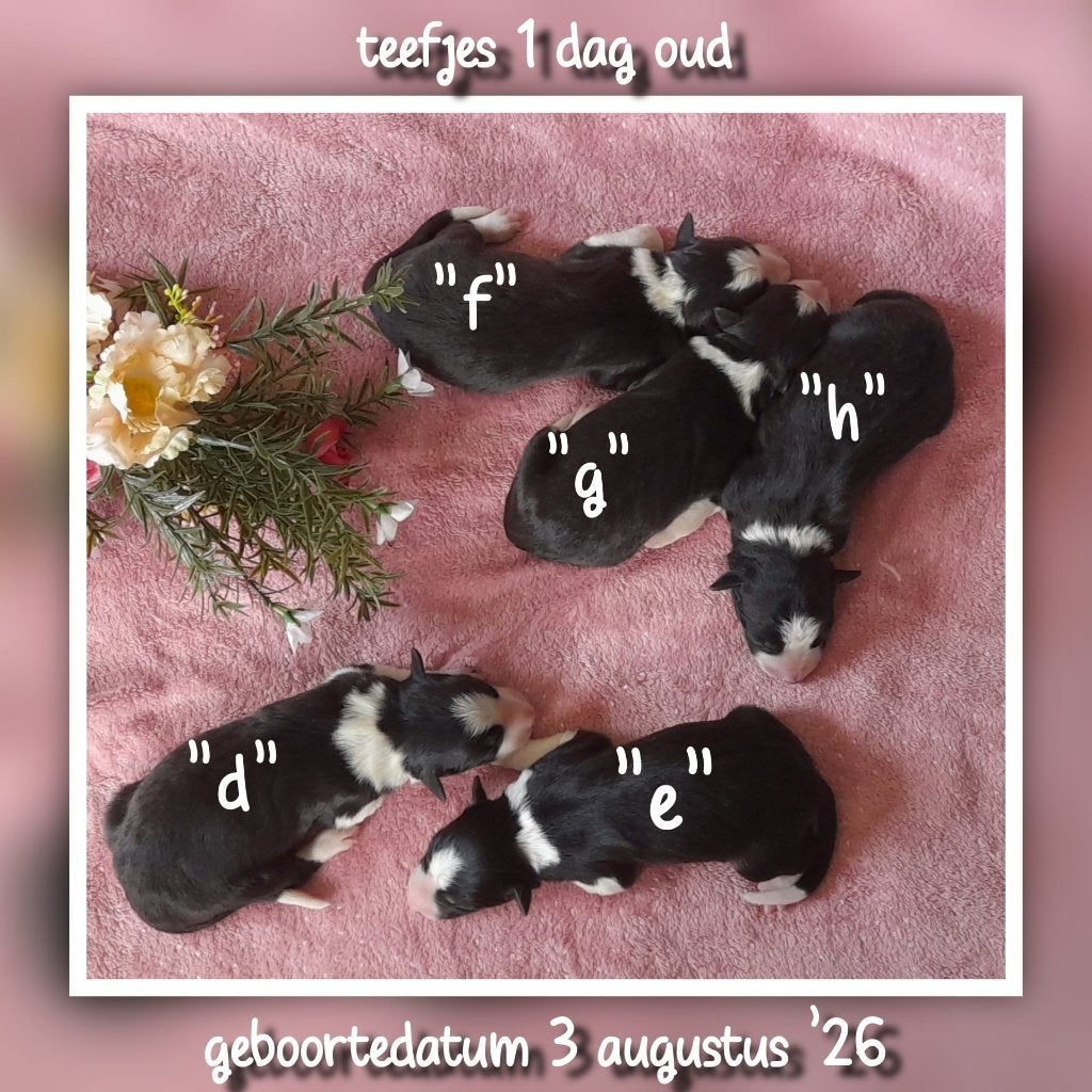 Prachtige, raszuivere Border Collie puppy's, Dieren en Toebehoren, Honden | Herdershonden en Veedrijvers, Collie, Meerdere, Meerdere dieren