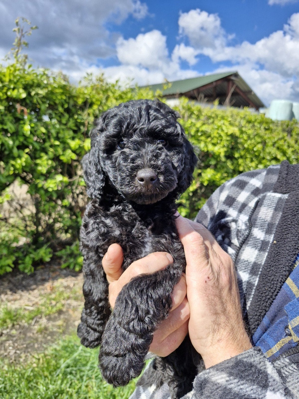 Labradoodle pups te koop, Overige rassen, 8 tot 15 weken, Parvo, Meerdere