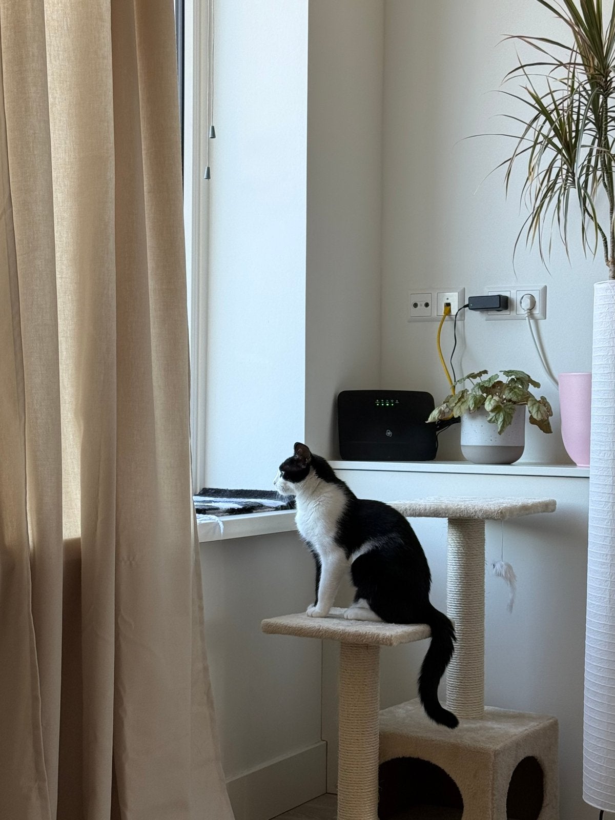 Scratching post for Cats/ Kittens, Dieren en Toebehoren, Ophalen