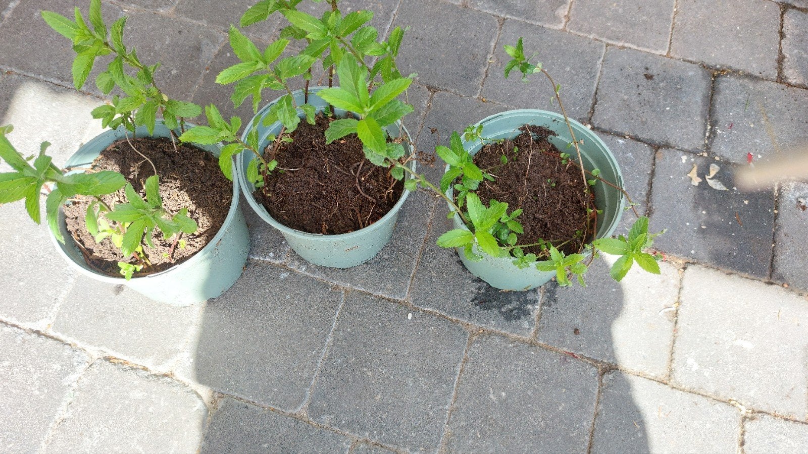 Munt, Ophalen, Kruiden, Volle zon