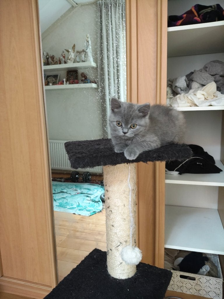 Britse Korthaar Kittens, Dieren en Toebehoren, Katten en Kittens | Raskatten | Korthaar, Poes, Ontwormd, 0 tot 2 jaar