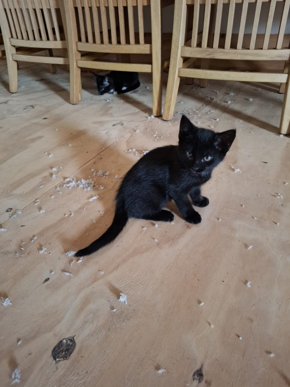 Lieve kittens, Meerdere dieren
