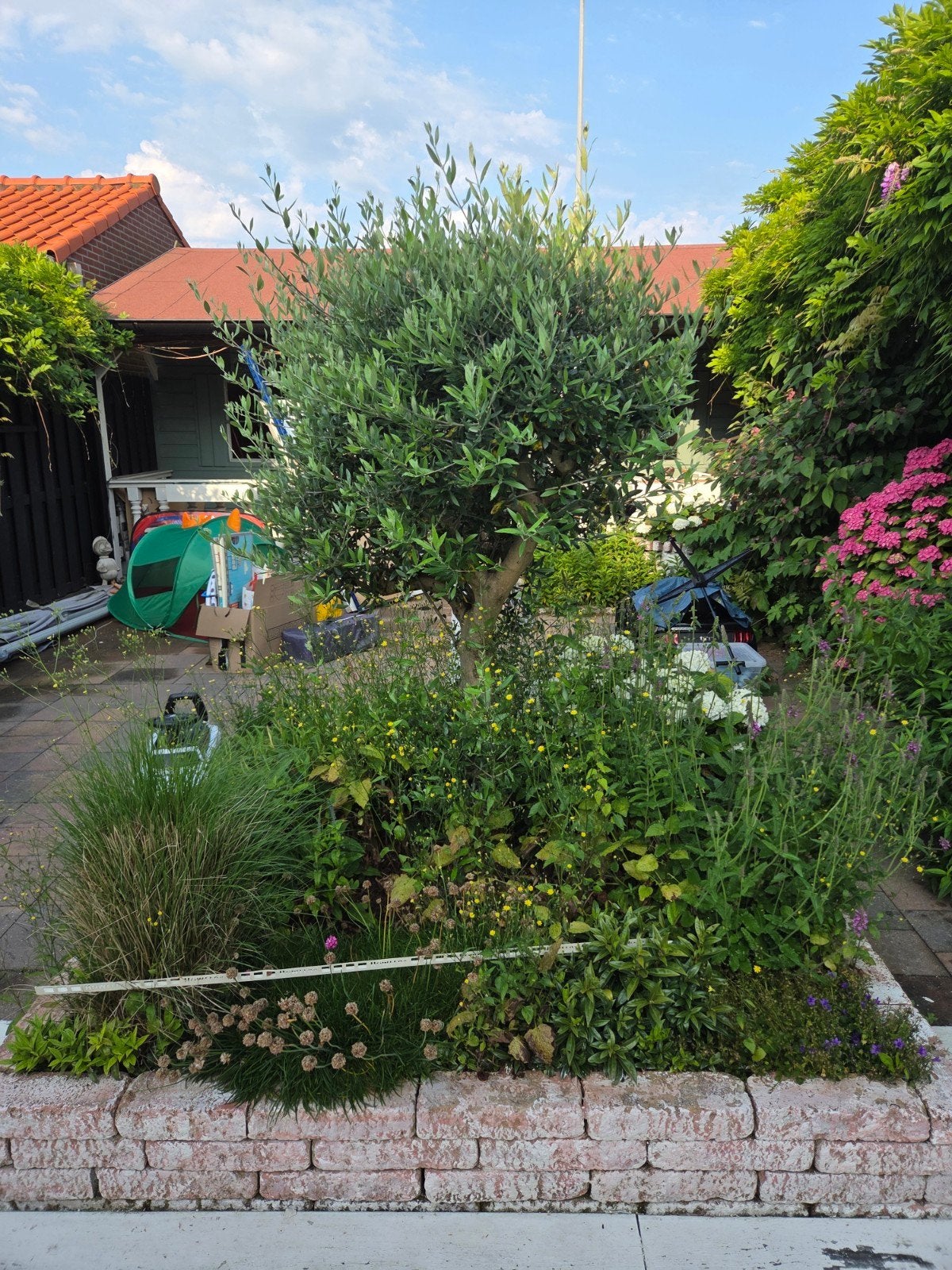 Olijfboom en diverse planten voor uw tuin, Volle zon, Vaste plant, Zomer, Ophalen