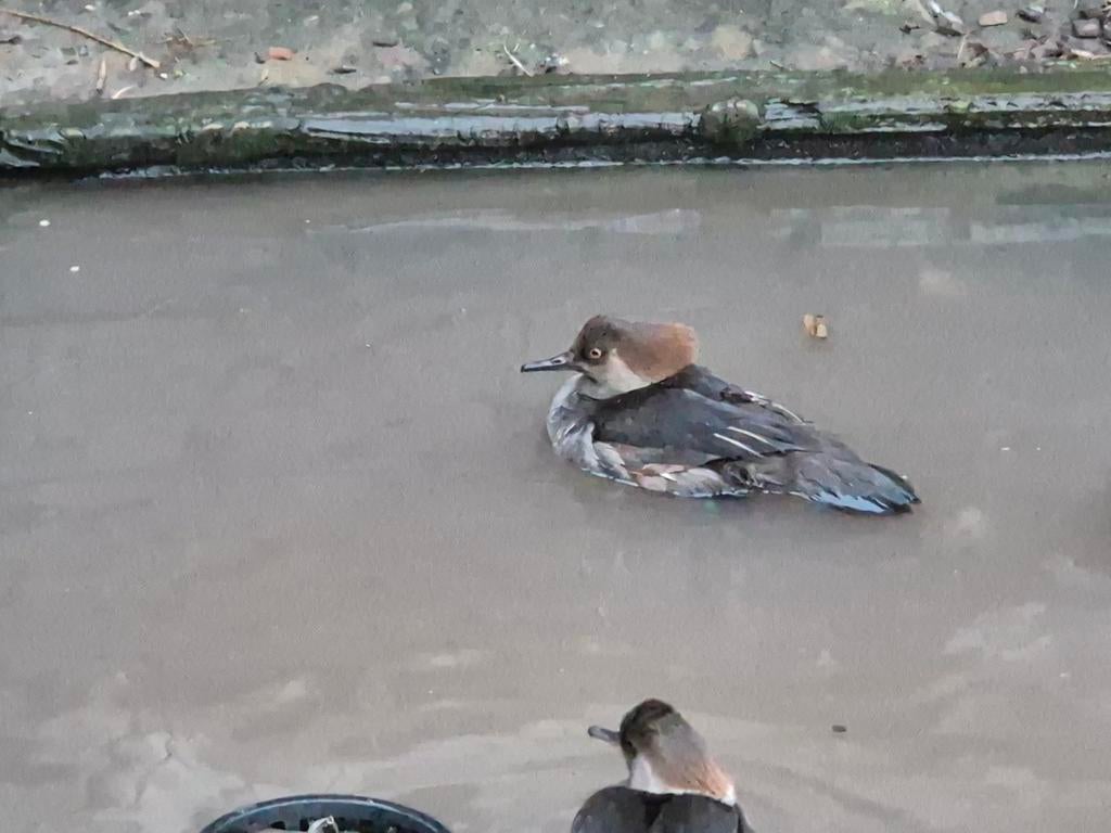 Jonge kuifzaagbek man  te koop, Dieren en Toebehoren, Pluimvee, Mannelijk, Eend