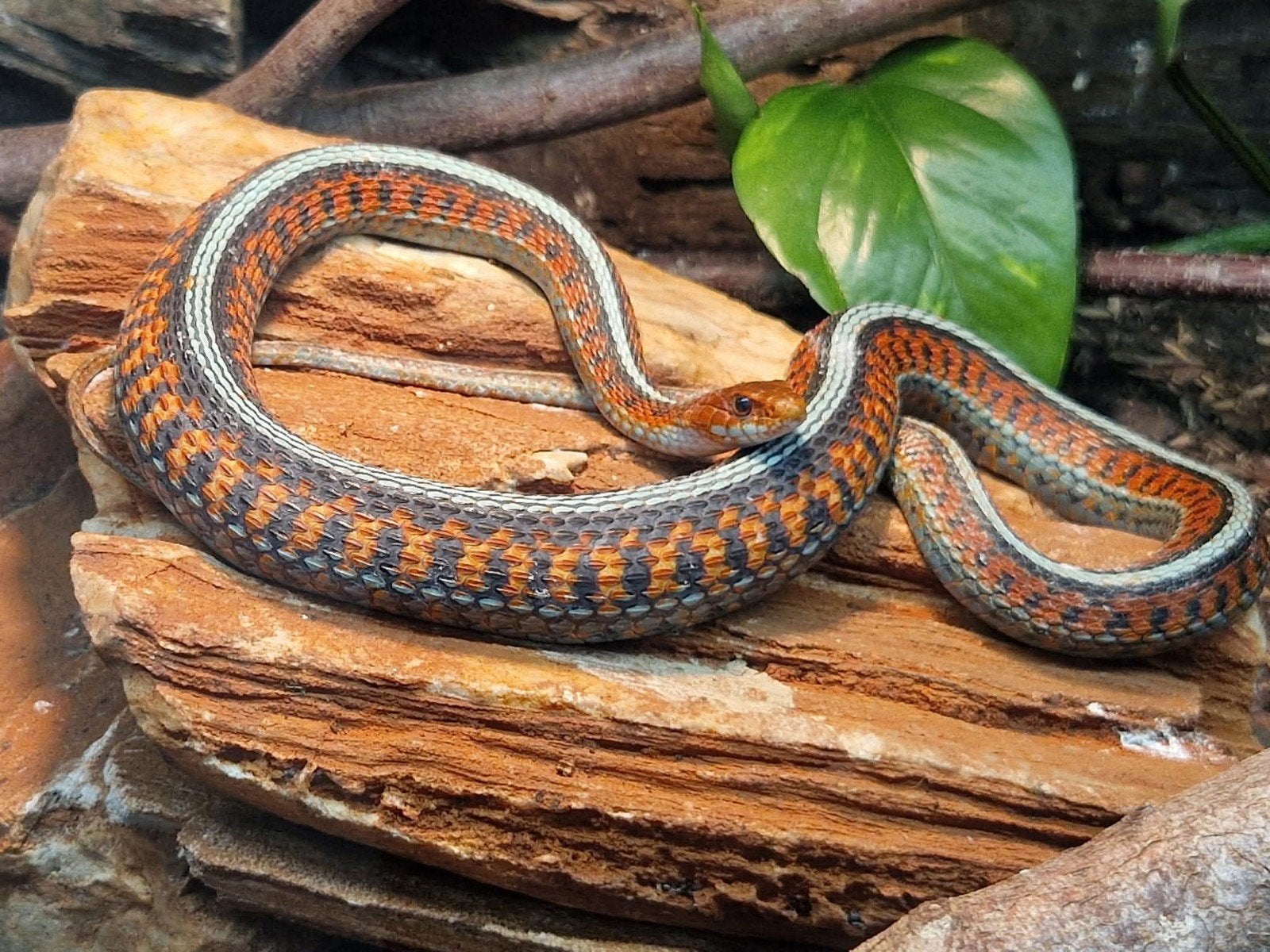 Thamnophis Sirtalis Infernalis 3.3, Slang, 0 tot 2 jaar