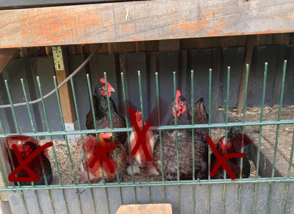 Kippen, Dieren en Toebehoren
