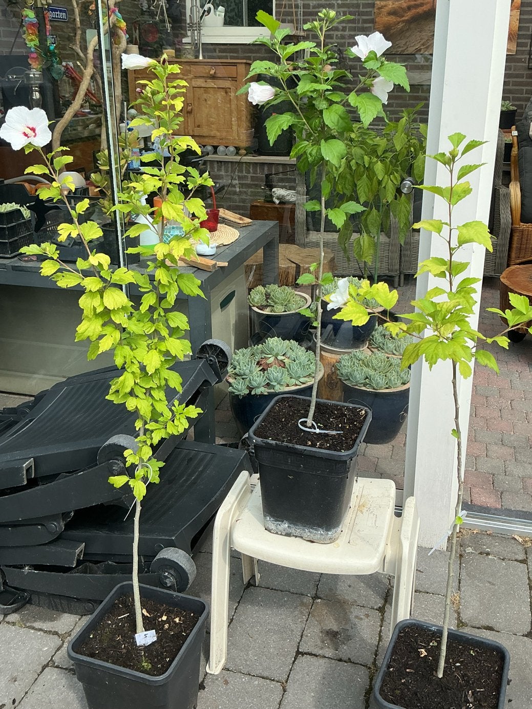 5 Witte Hibiscus planten - Prachtige bloeiers voor uw tuin, Tuin en Terras, Planten | Tuinplanten, Volle zon, Vaste plant, Zomer