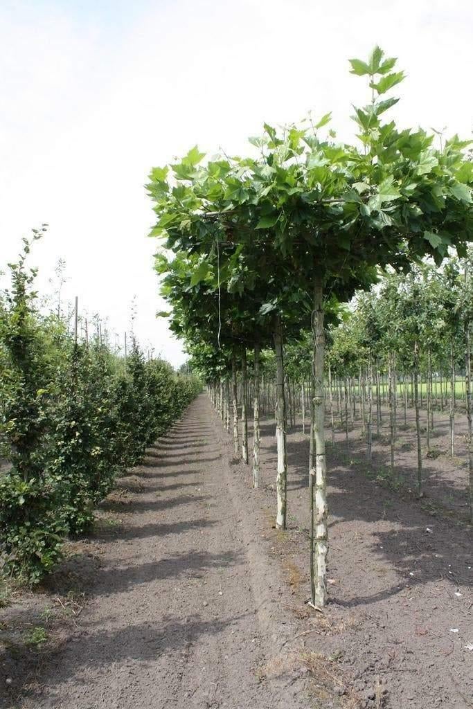Leibomen & Dakbomen – Liquidambar, Linde en Plataan, Tuin en Terras, Planten | Bomen, Ophalen of Verzenden, Bloeit niet, Volle zon