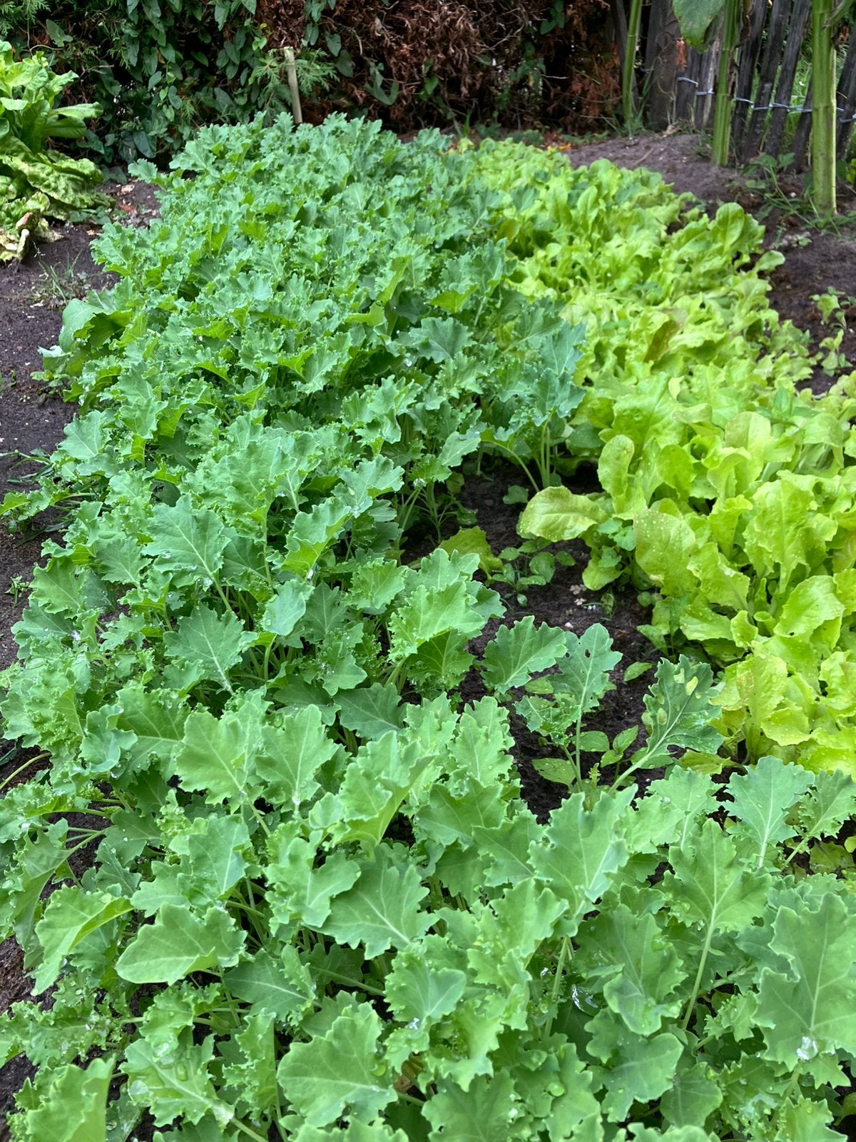 Te koop mooie sterke biologisch geteelde boerenkoolplanten, Ophalen, Overige soorten, Minder dan 100 cm