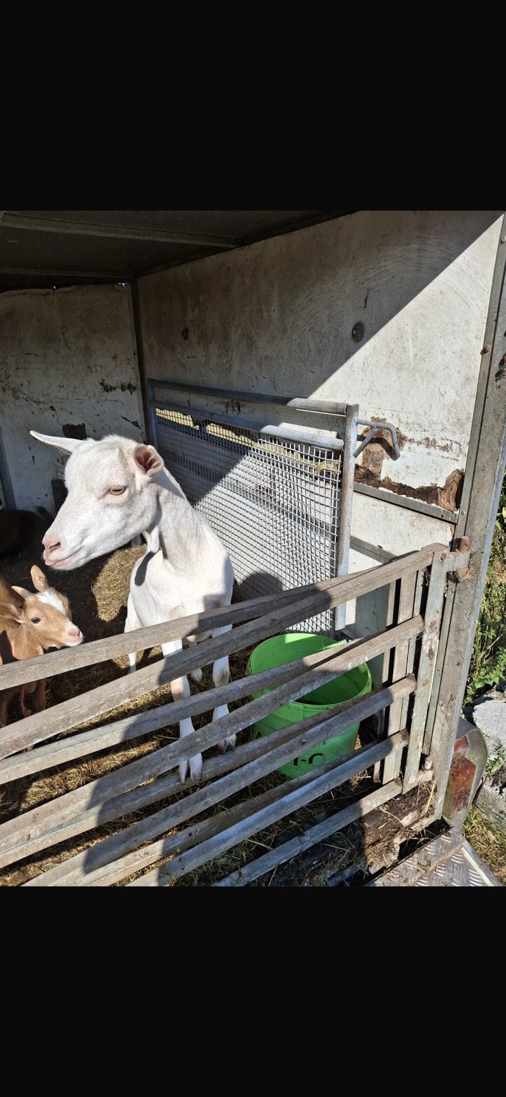 Grote witte geit, Dieren en Toebehoren, Geit
