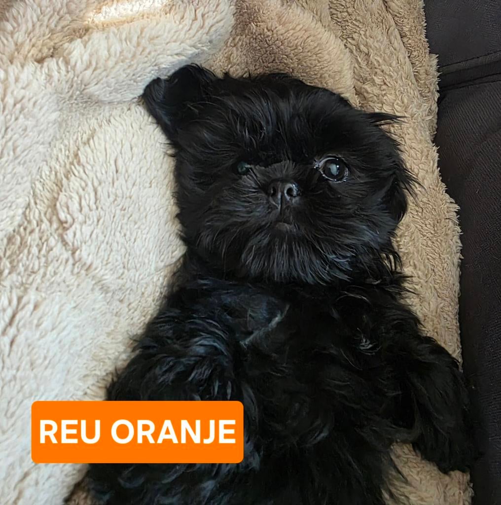 Enthousiaste boomer pups - nog 1 reu beschikbaar!!, Overige rassen, 8 tot 15 weken, Meerdere, Meerdere dieren