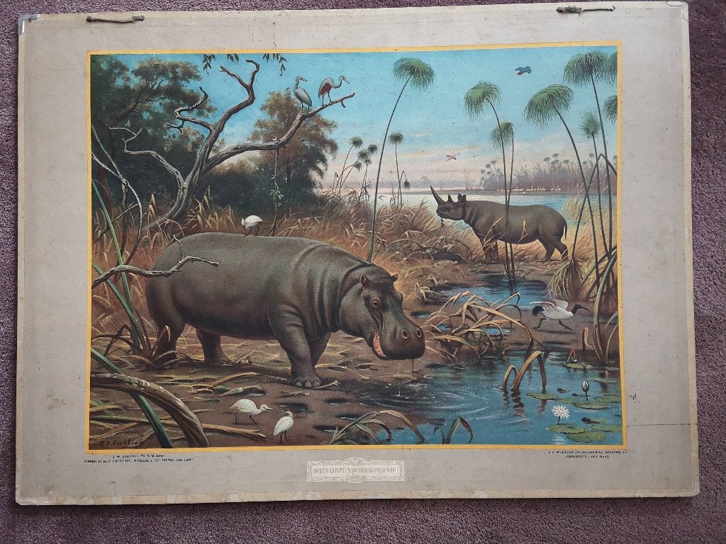 Schoolplaat - In het gebied van den Boven-Nijl - Koekkoek, Antiek en Kunst, Antiek | Schoolplaten, Ophalen, Natuur en Biologie
