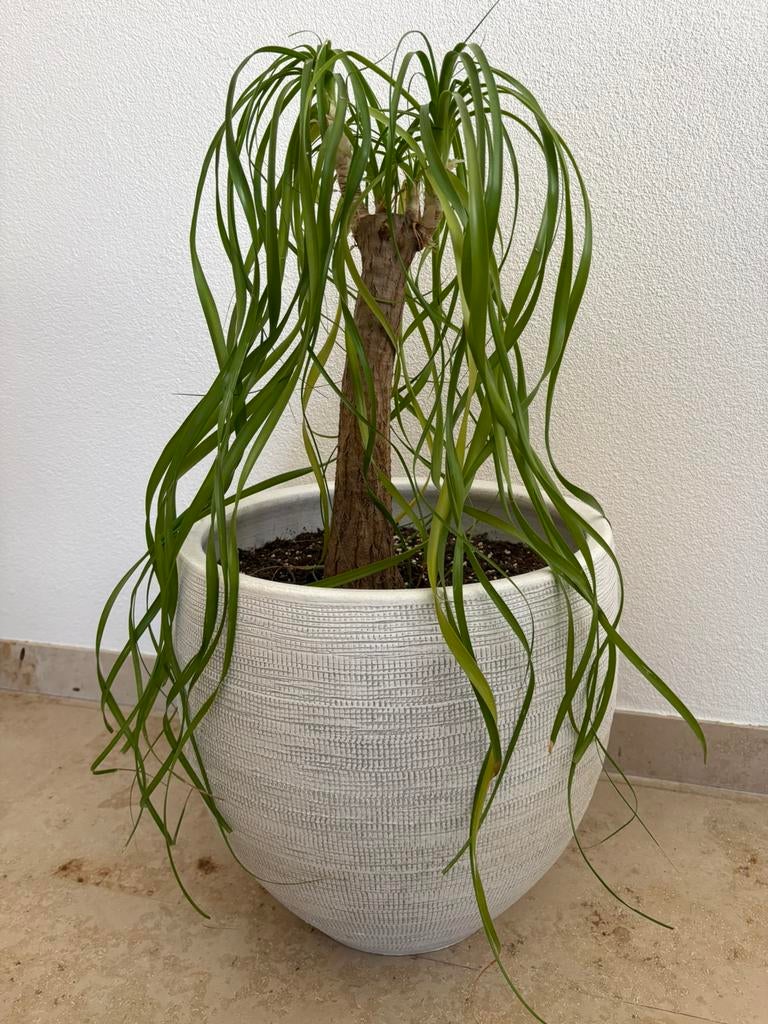 Plant olifantenpoot, Huis en Inrichting, Kamerplanten, Ophalen, Overige soorten, Halfschaduw, Minder dan 100 cm
