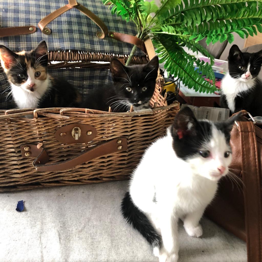 6  kittens, Meerdere dieren, Kortharig, 0 tot 2 jaar