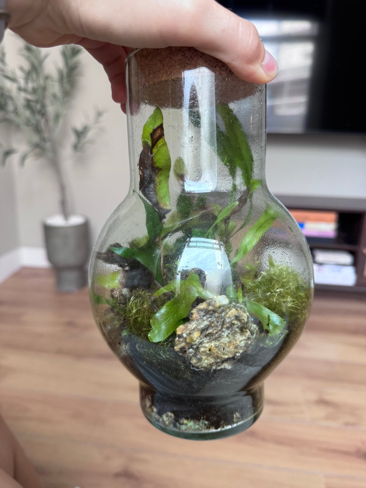Terrarium plant, Ophalen, Overige soorten