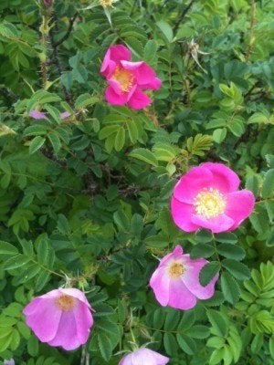 Rosa rugosa 'Rubra', rimpelroos, Rood, Paardvriendelijk, Ophalen of Verzenden, Overige soorten, Struik, Minder dan 100 cm