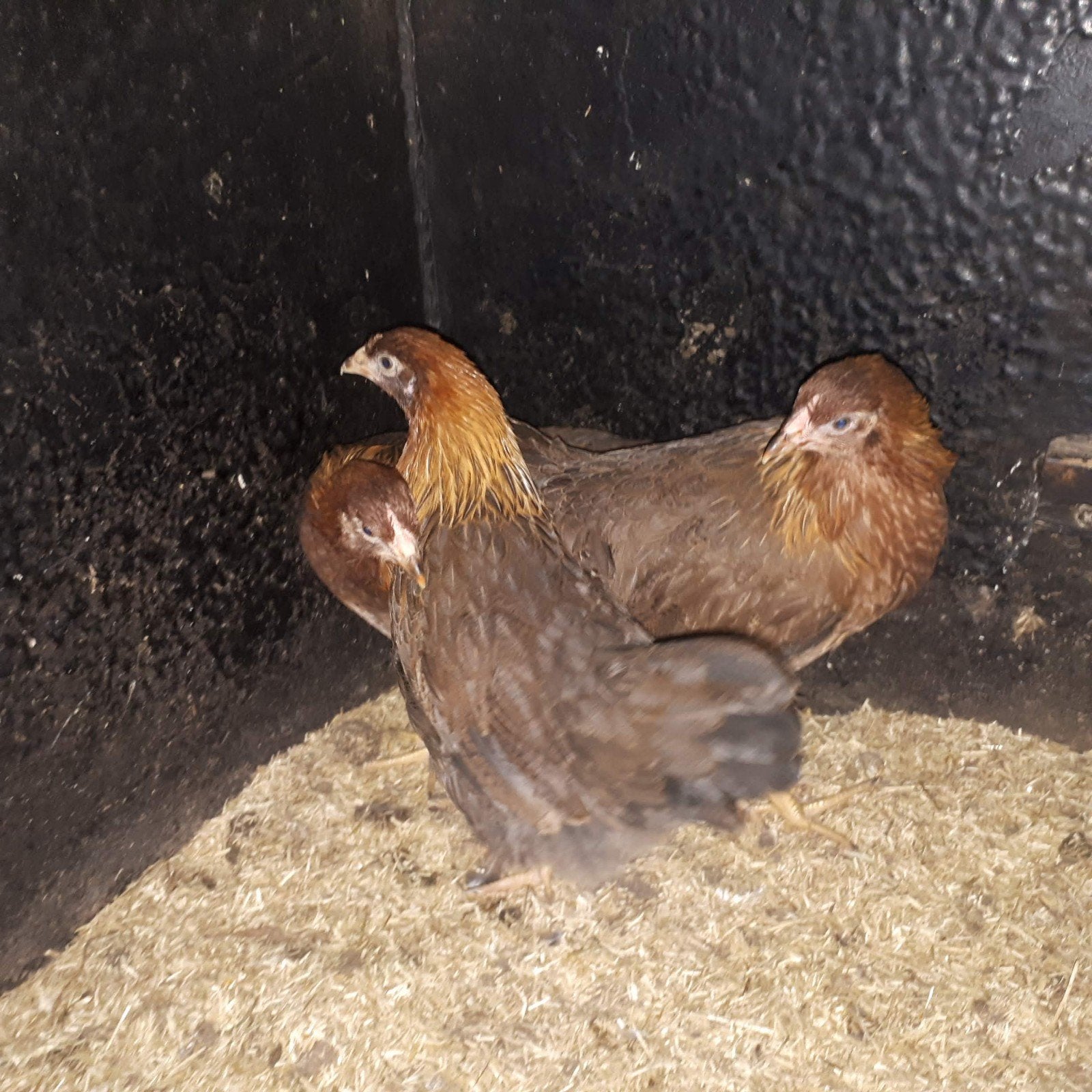 3 welsumer hennen, Dieren en Toebehoren, Vrouwelijk, Kip