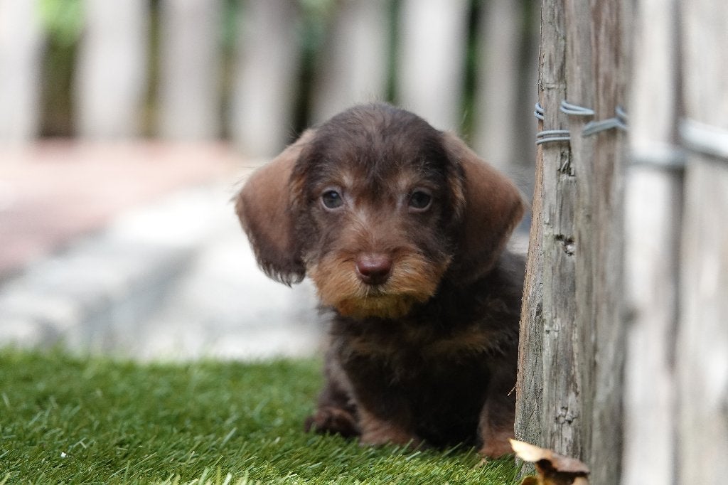 Prachtige ruwharige dwergteckel pup met stamboom (choco&tan), België, Reu, CDV (hondenziekte), 8 tot 15 weken