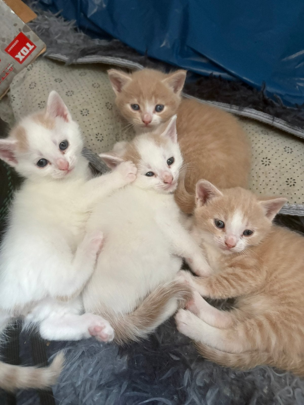 Kittens 7 mei geboren. Nog 1 poesje kitten beschikbaar., Dieren en Toebehoren, Meerdere dieren
