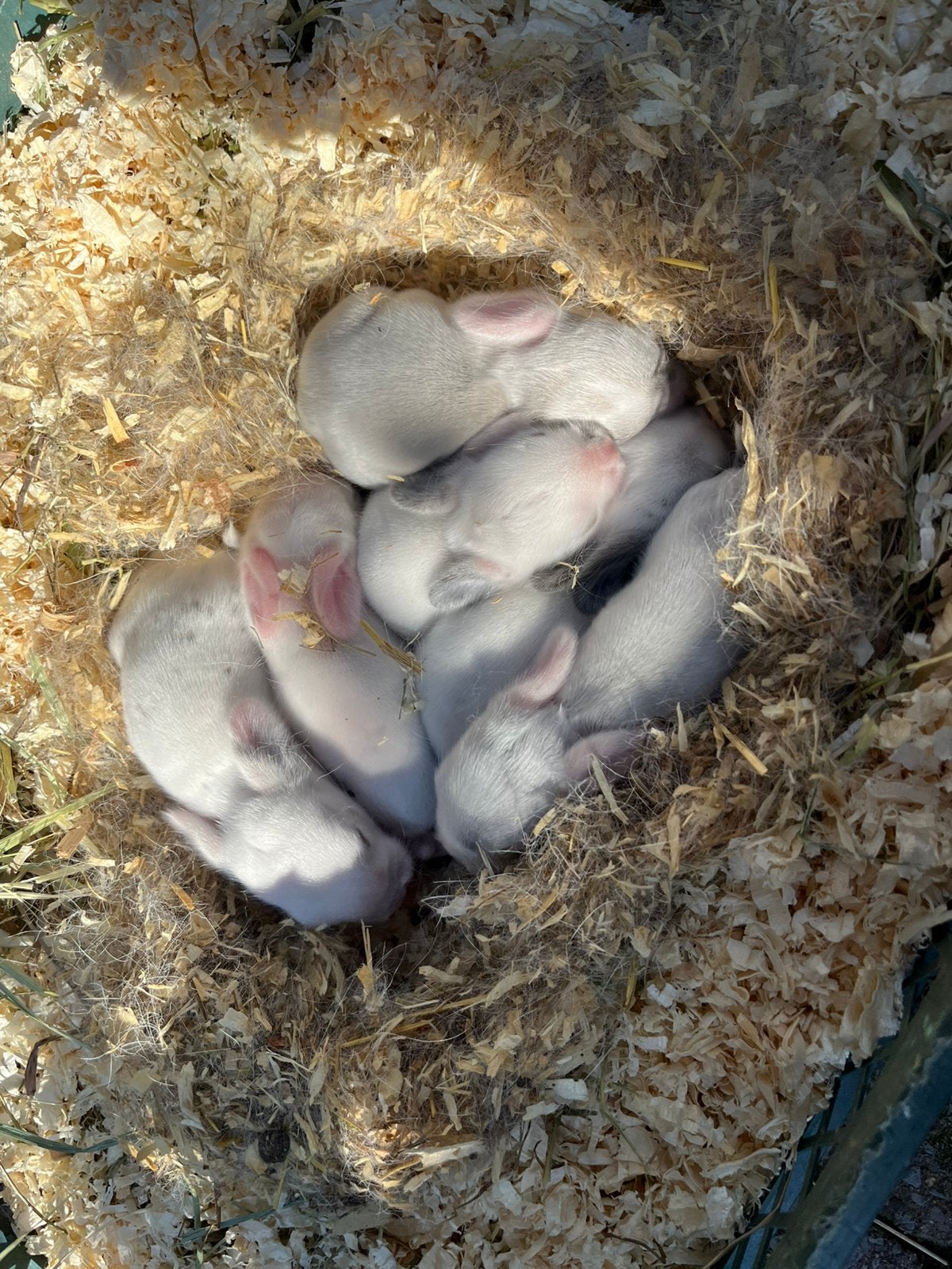 Hangoor konijntjes, Dieren en Toebehoren, Meerdere dieren, Klein, Hangoor, 0 tot 2 jaar