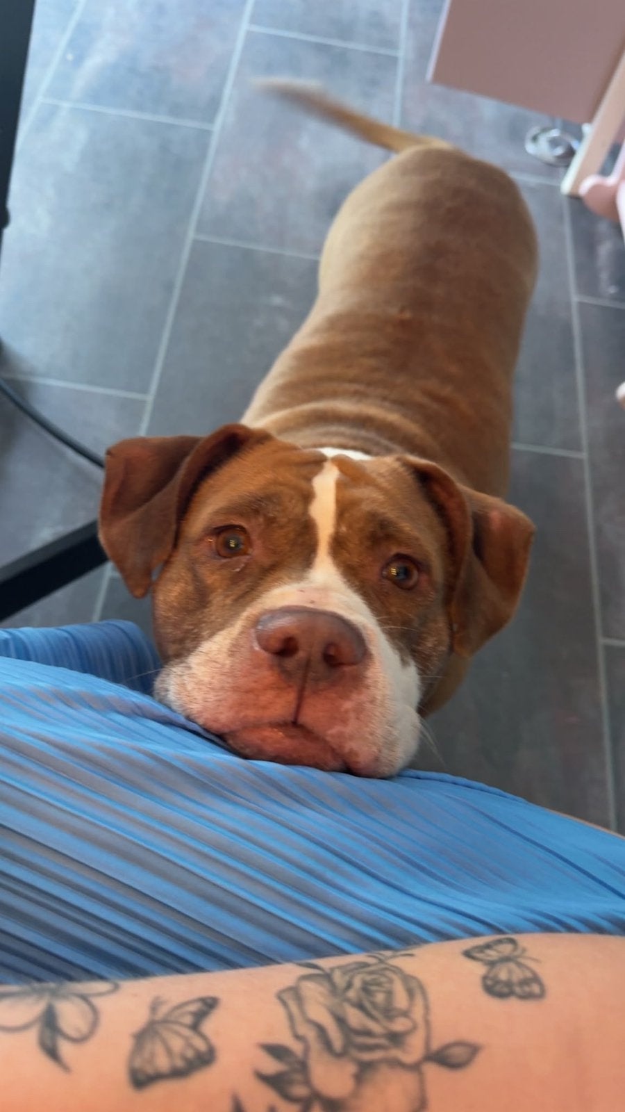 Goed thuis gezocht voor deze dame, Teef, Parvo, Bulldog, Eén hond