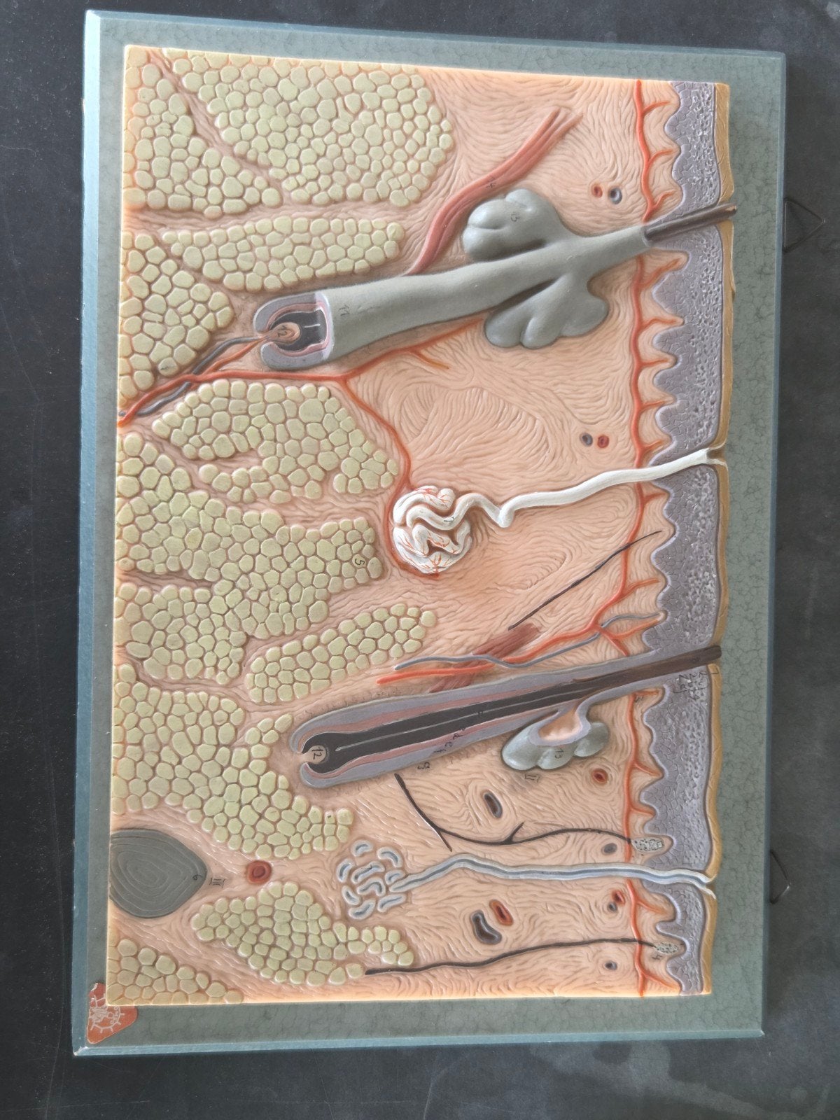 Anatomisch model van de menselijke huid, Ophalen of Verzenden