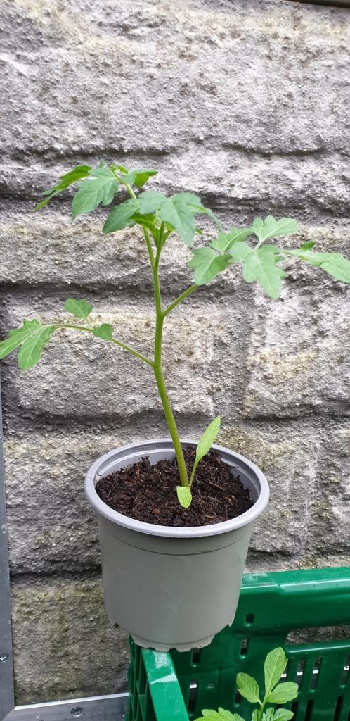 cherry tomaten planten, Tuin en Terras, Planten | Tuinplanten, Ophalen of Verzenden, Eenjarig, Groenteplanten, Volle zon