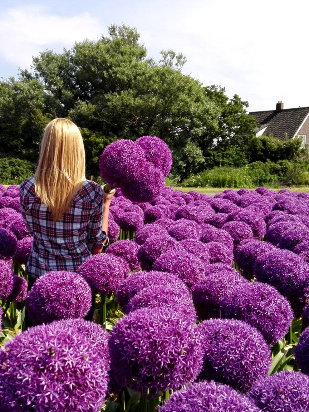 Allium bollen - Topkwaliteit - Min. 10 stuks, Ophalen of Verzenden, Najaar, Volle zon, Bloembol