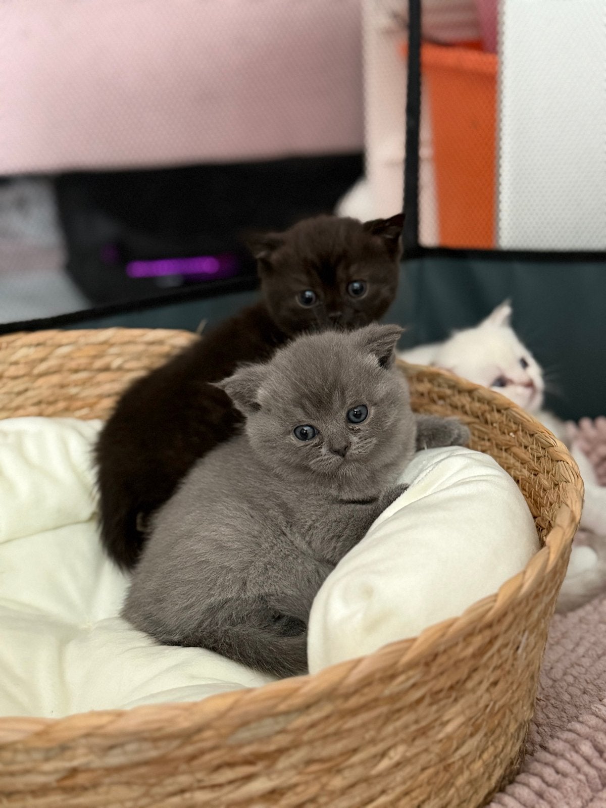 Britse korthaar kittens, Kortharig