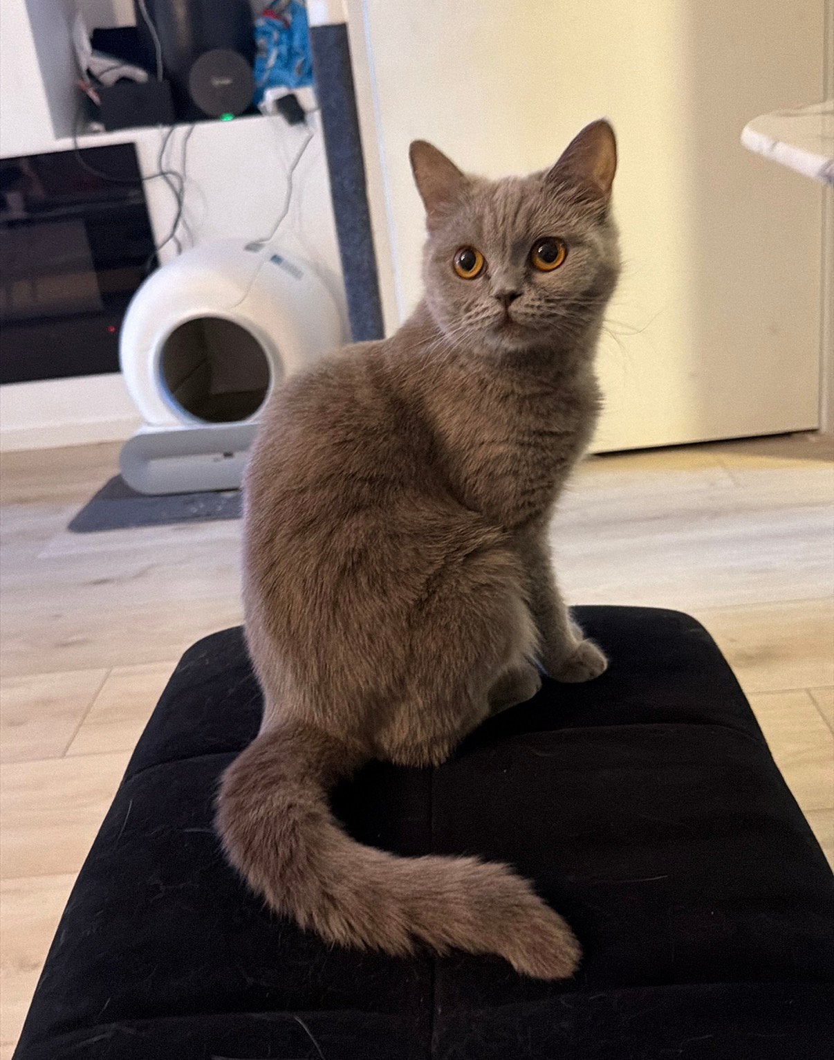 Prachtig britse korthaar poes blauw te koop, Dieren en Toebehoren, Meerdere dieren, Gechipt