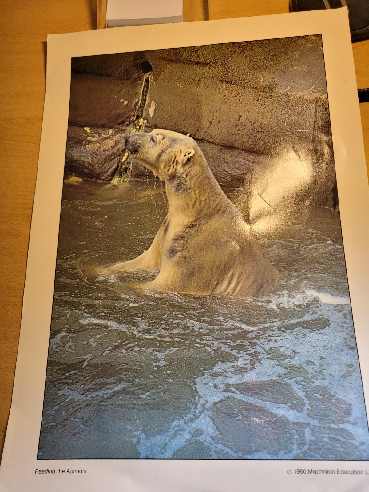 2 Vintage Foto's Milwaukee Zoo 1980 - IJsbeer & Stekelvarken, Ophalen of Verzenden