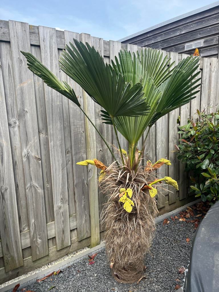 Trachycarpus fortunei, Tuin en Terras, Ophalen, Gehele jaar, Volle zon