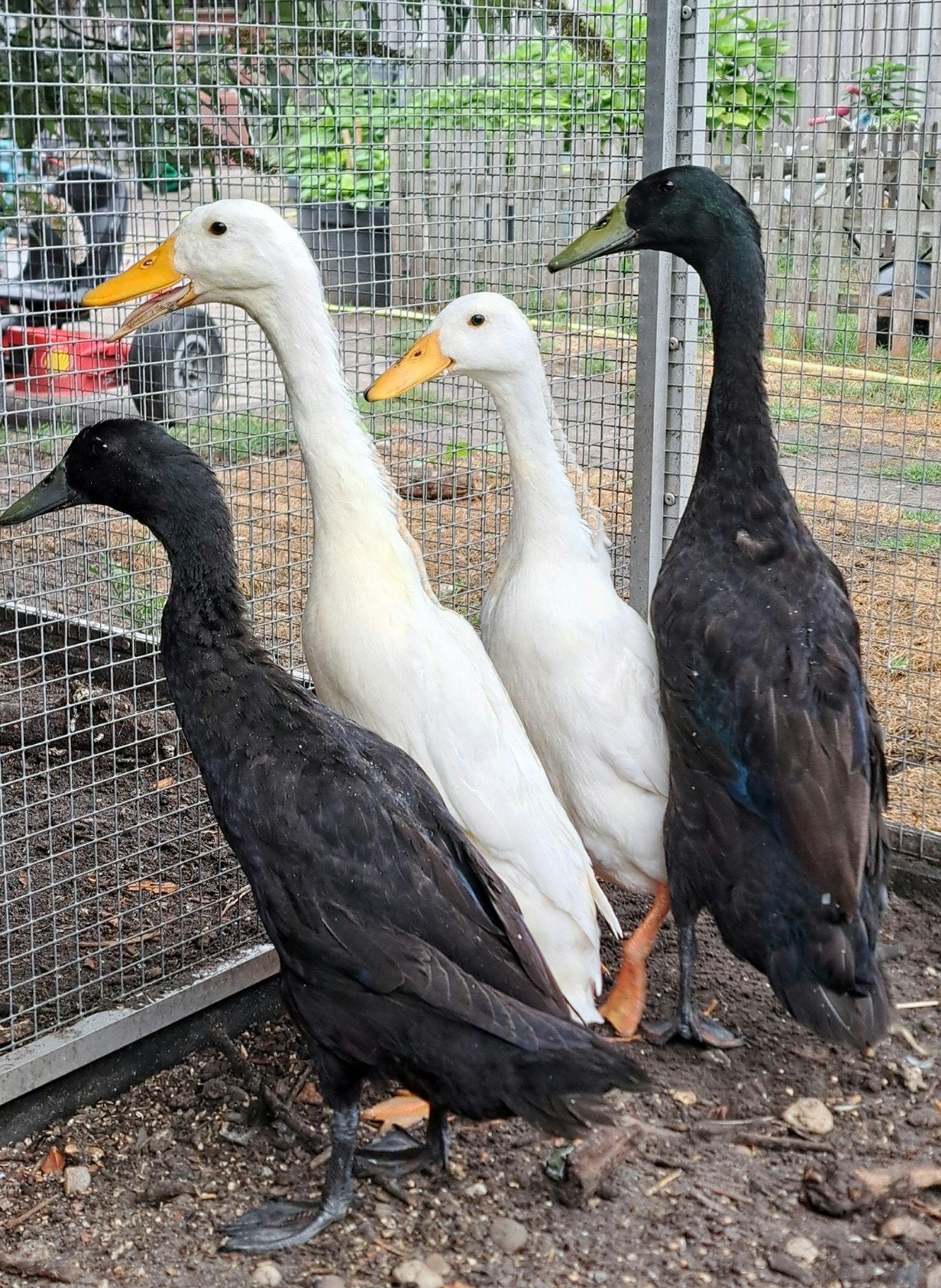 2 koppels Indische loopeenden, Dieren en Toebehoren, Pluimvee, Meerdere dieren, Eend