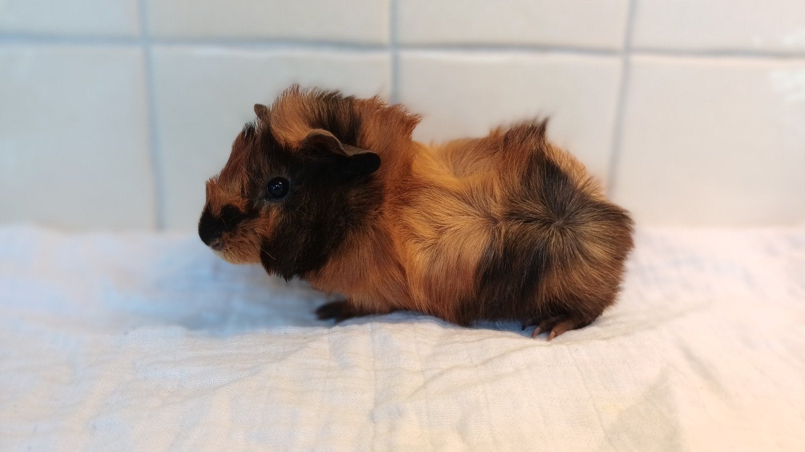 prachtig jong caviaatje - cavia beertje, Dieren en Toebehoren, Cavia, Mannelijk, Tam, September