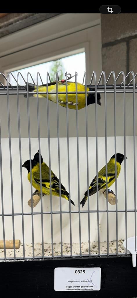 Zwartkopsijzen, Dieren en Toebehoren, Vogels | Overige Vogels