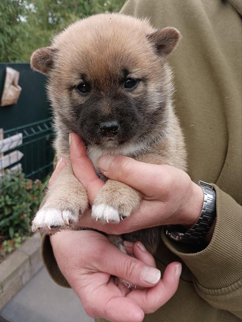 Shiba Inu pups beschikbaar, Parvo, Overige rassen, 8 tot 15 weken, Meerdere