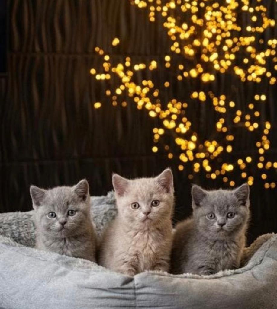 Britse raskatten korthaar kittens te koop, Dieren en Toebehoren, Katten en Kittens | Raskatten | Korthaar, Meerdere dieren, 0 tot 2 jaar