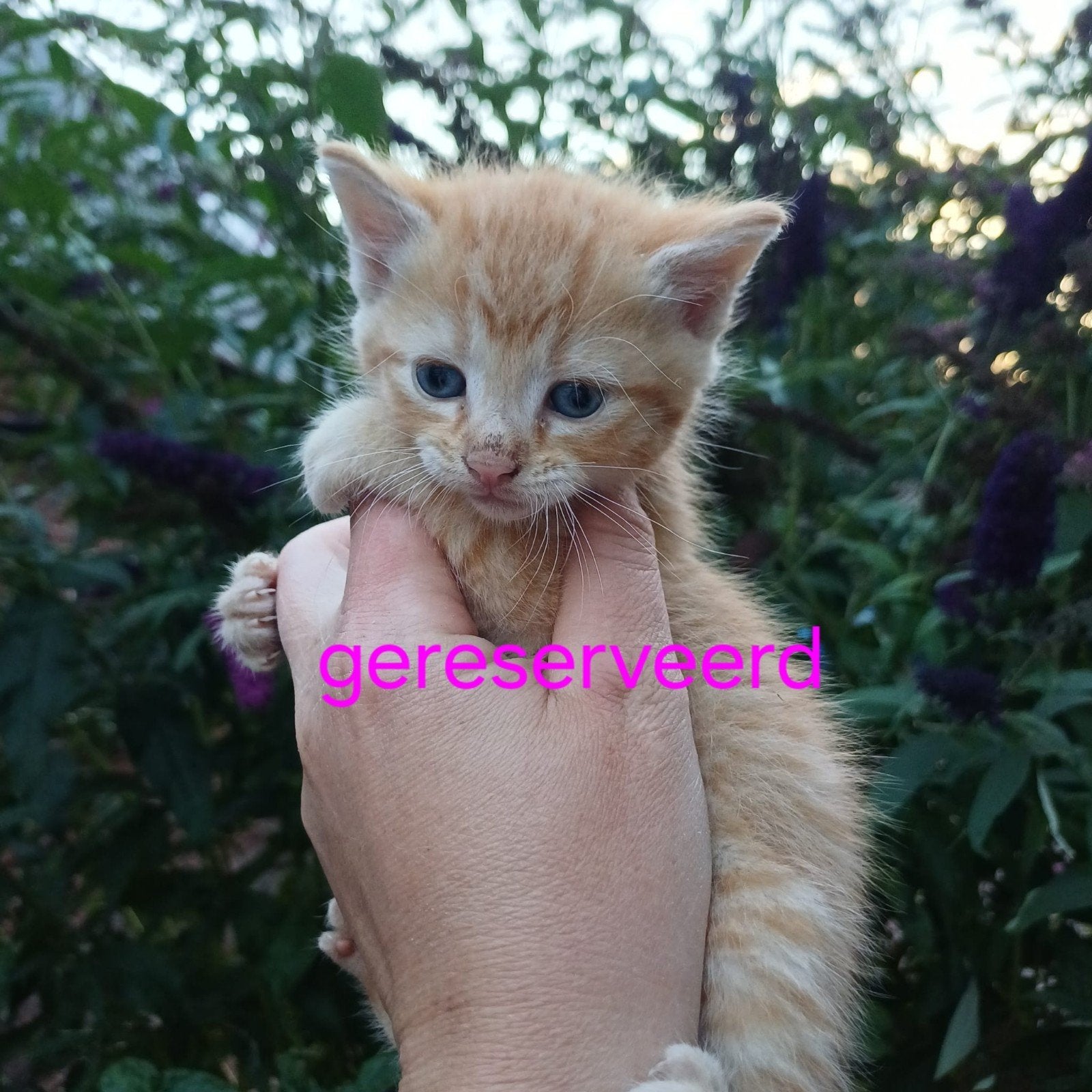 Tamme Kittens, Meerdere dieren, Kortharig, 0 tot 2 jaar