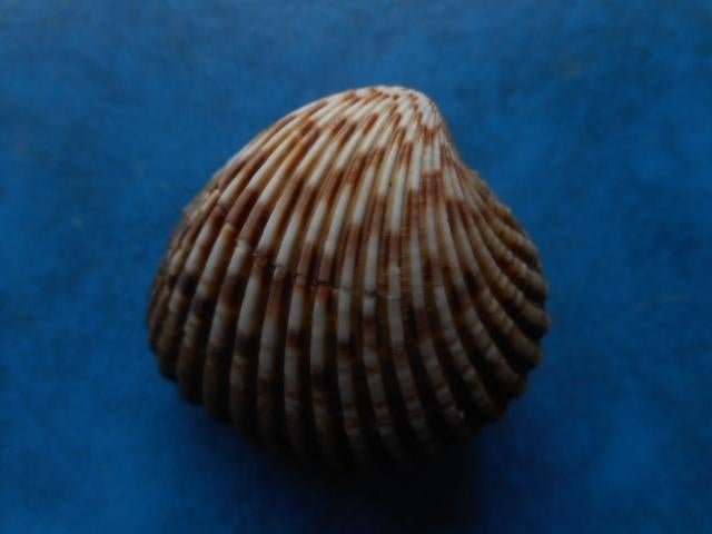 Schelpen: Cardiocardita tankervillei Wood gem 35-48mm, Verzenden, Schelp(en)