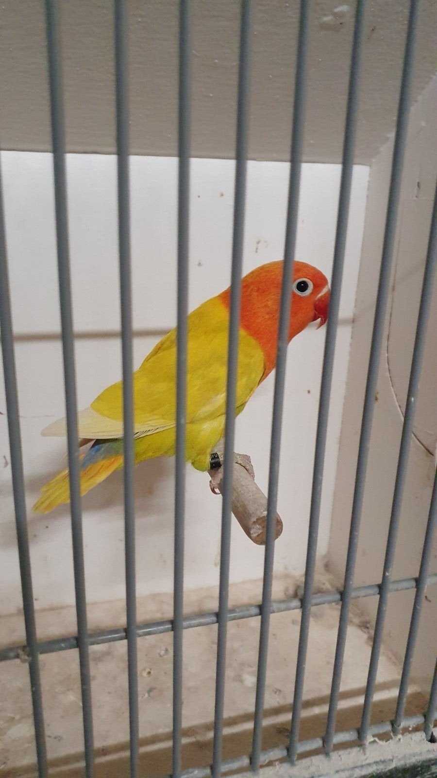 Agapornis fischeri en personatus, Meerdere dieren, Dwergpapegaai of Agapornis, Geringd