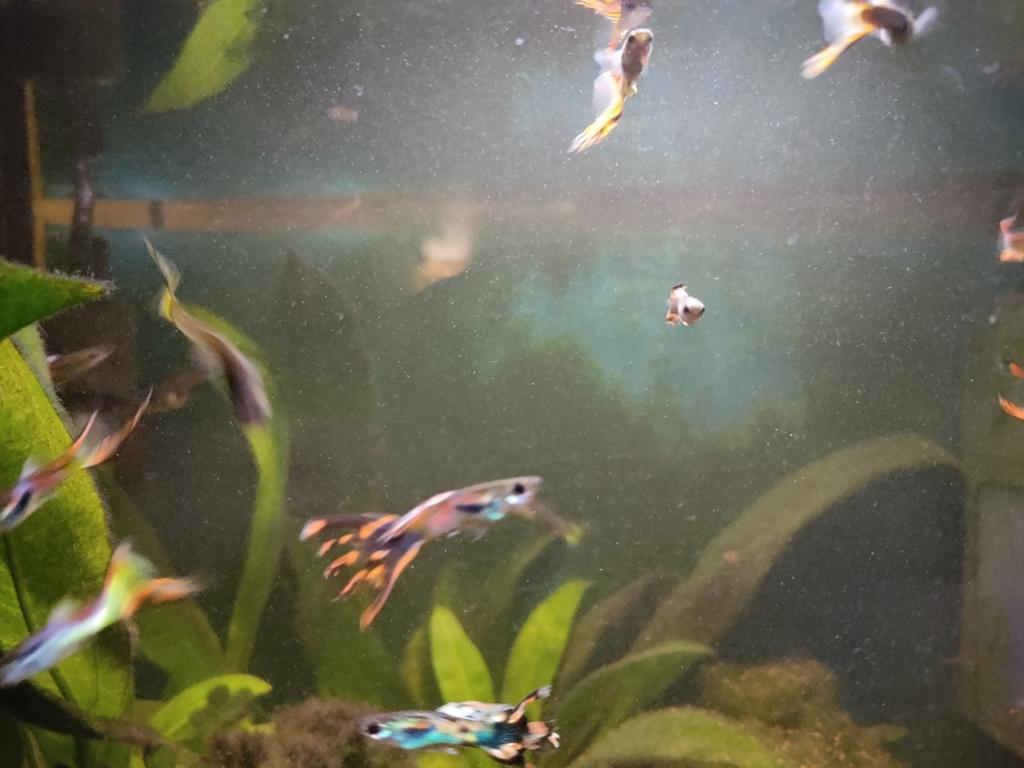 Endler guppies/guppy's 10 stuk, Dieren en Toebehoren, Vis