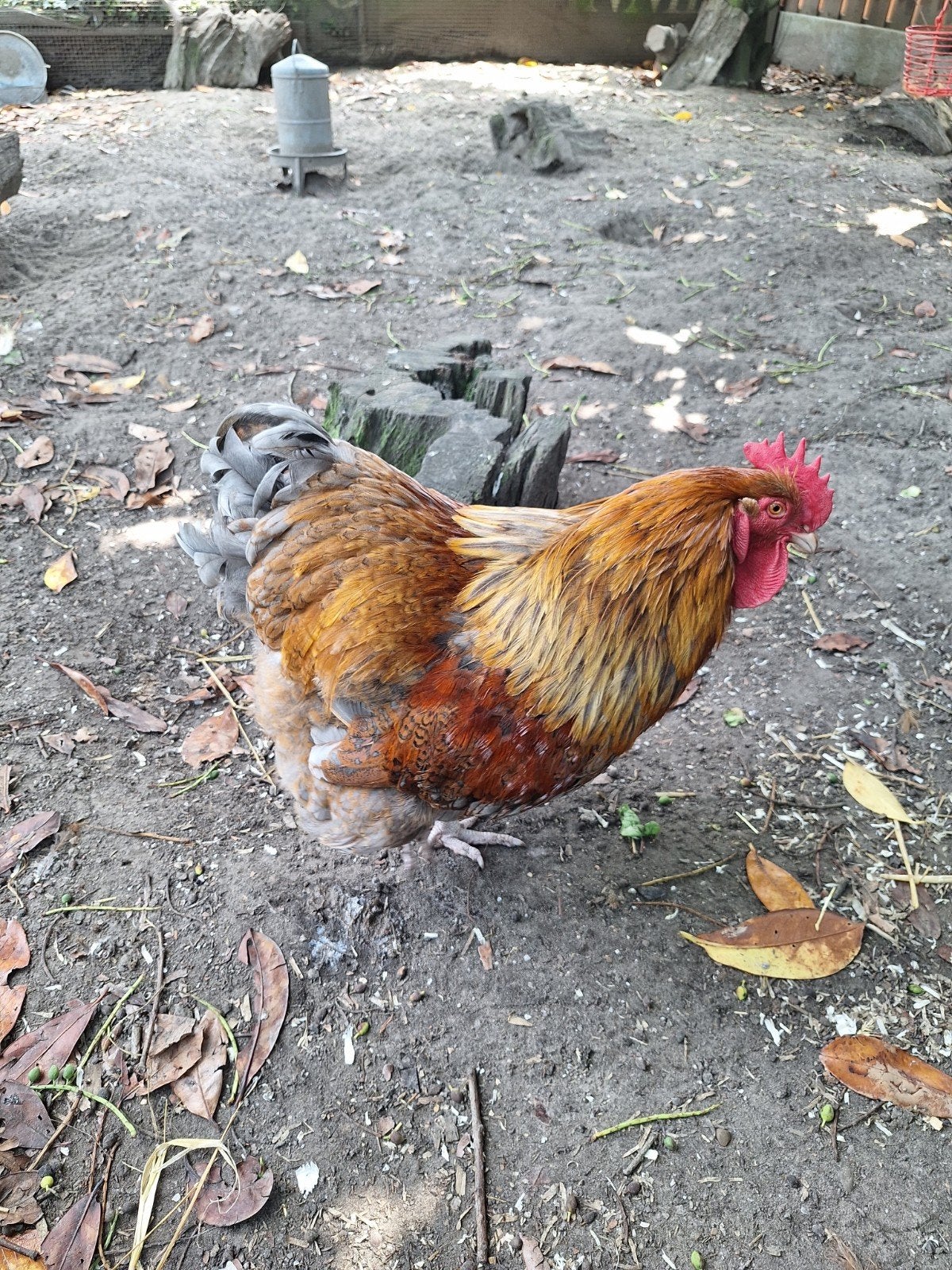Orpington haan. Speciale kleurslag, Dieren en Toebehoren, Pluimvee, Mannelijk, Kip