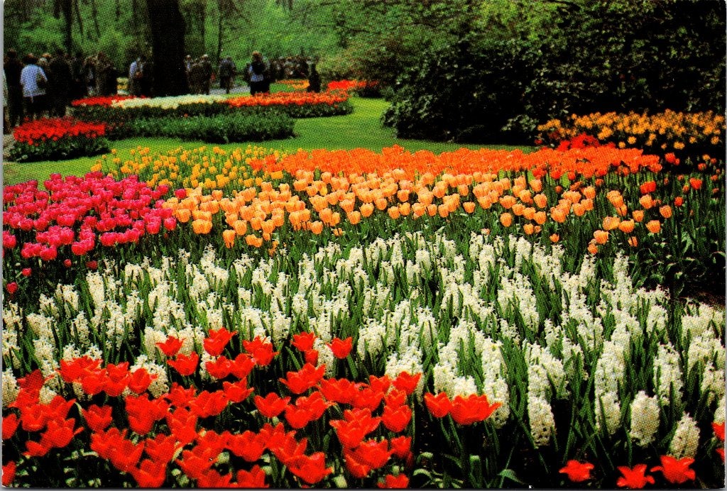Lisse Keukenhof - 24 oude ansichtkaarten tulpen, Verzenden, 1960 tot 1980, Ongelopen, Zuid-Holland